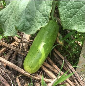 爬满地黄瓜种子地爬不搭架蔬菜籽春季种孑黄瓜苗家庭阳台种子苗